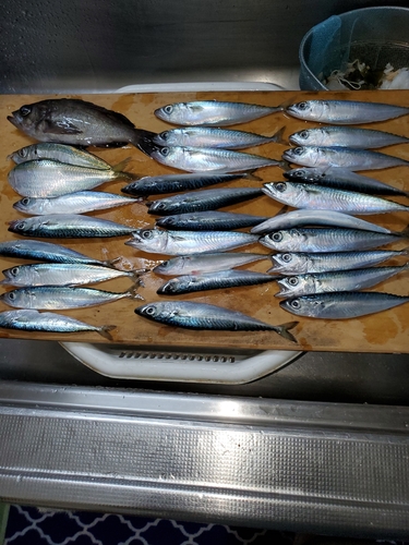 マサバの釣果