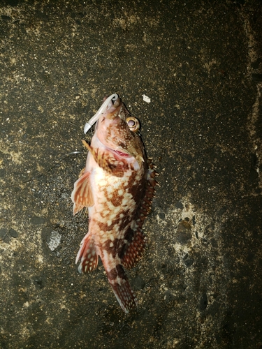 カサゴの釣果