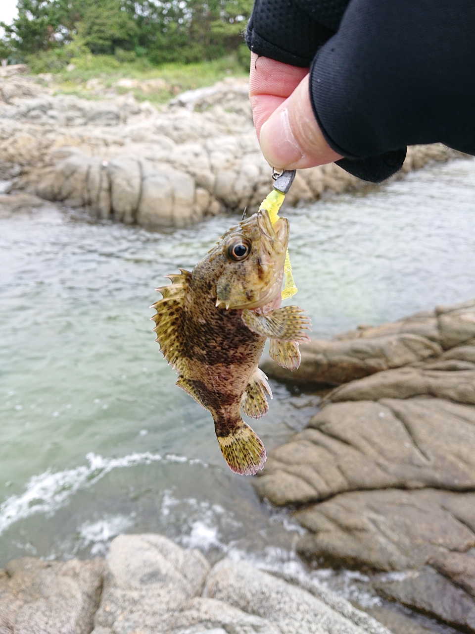 タケノコメバル