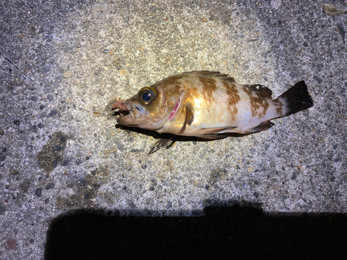 シロメバルの釣果