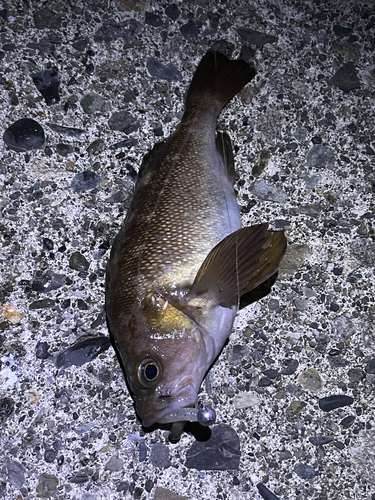 ガヤの釣果