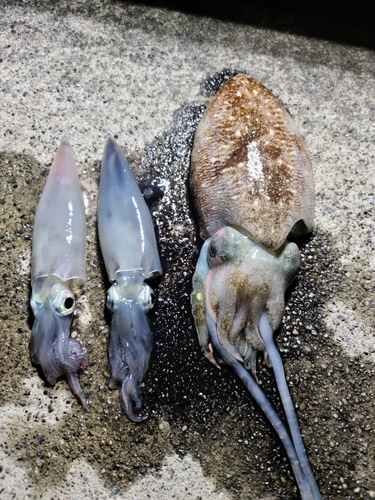 コウイカの釣果