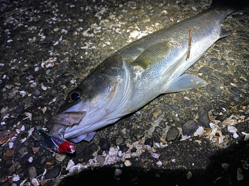 シーバスの釣果