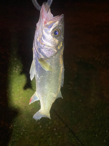 セイゴ（マルスズキ）の釣果