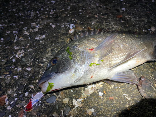 クロダイの釣果