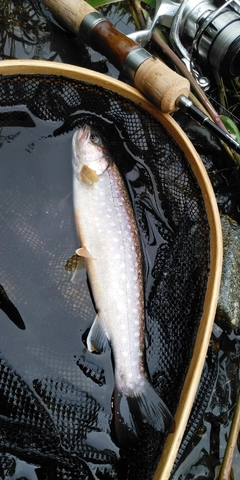 イワナの釣果