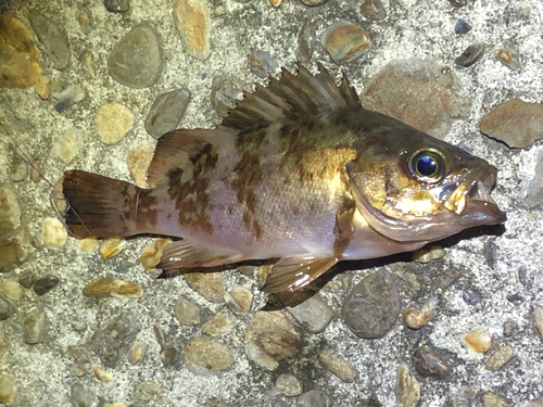 メバルの釣果