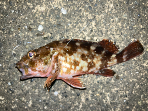 カサゴの釣果