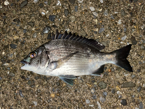 クロダイの釣果