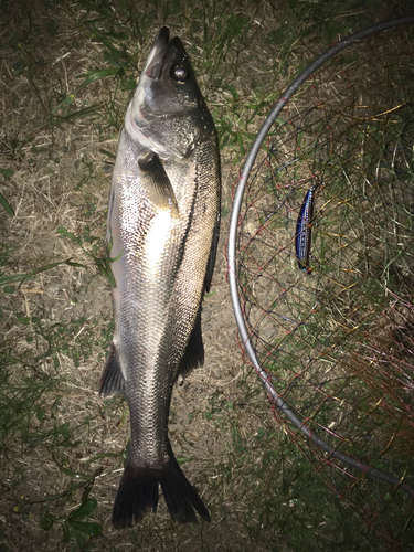 スズキの釣果