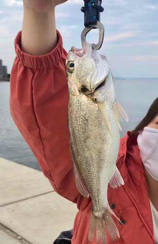 イシモチの釣果