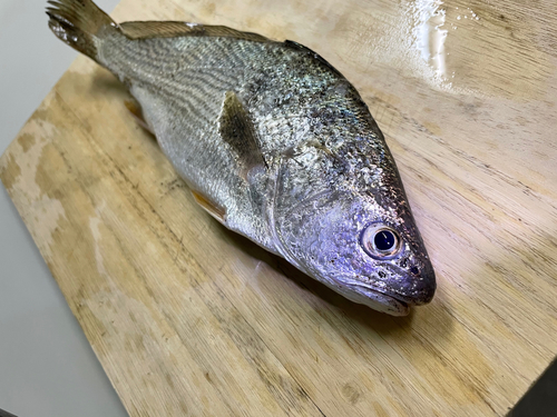 イシモチの釣果