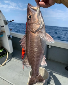 アラの釣果