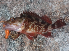 カサゴの釣果