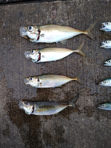 アジの釣果