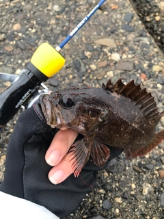 ソイの釣果