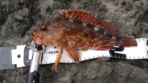 カサゴの釣果