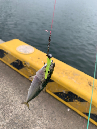 サバの釣果