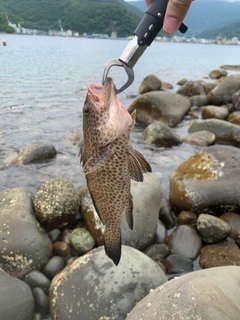 オオモンハタの釣果