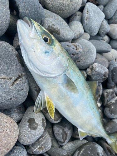 ワカシの釣果