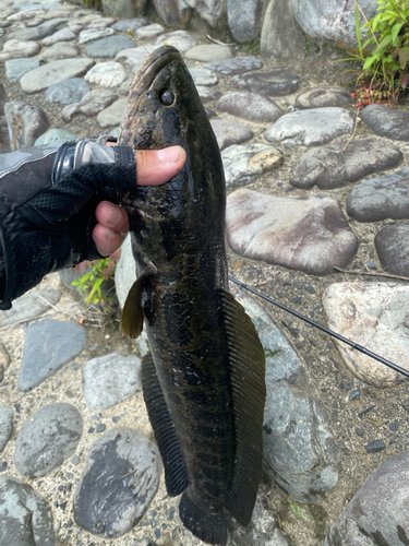 ライギョの釣果