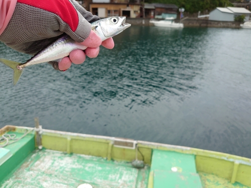 サバの釣果