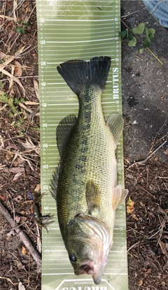 ブラックバスの釣果