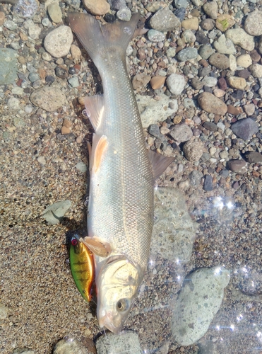 ウグイの釣果