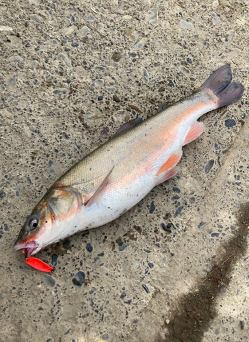 マルタウグイの釣果