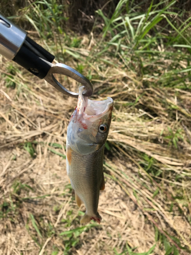 ハスの釣果