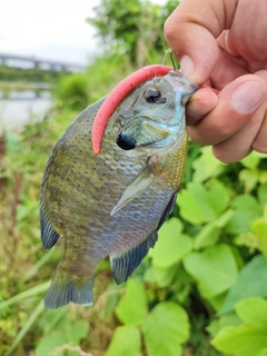 ブルーギルの釣果