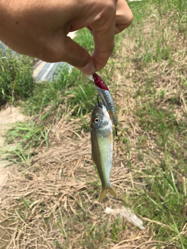 ハスの釣果