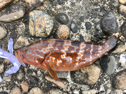 キジハタの釣果