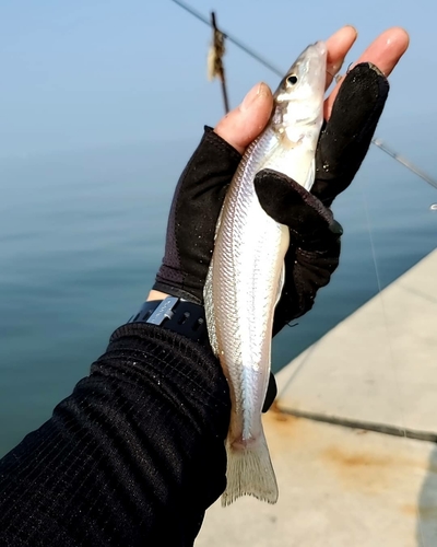 キスの釣果