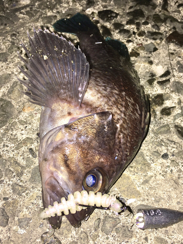 マゾイの釣果