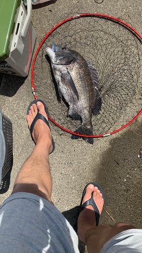 クロダイの釣果