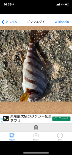 タカノハダイの釣果