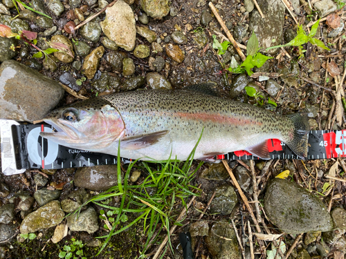 ニジマスの釣果