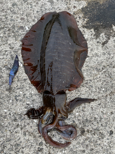 アオリイカの釣果