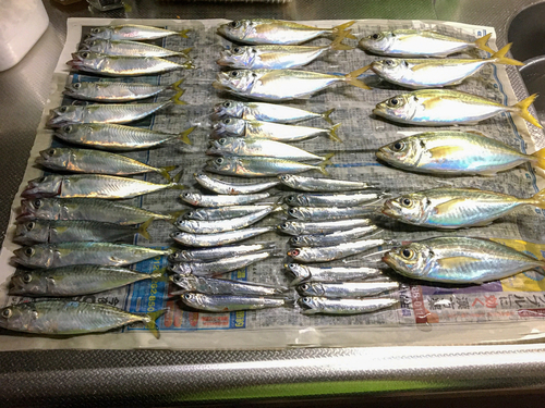 アジの釣果