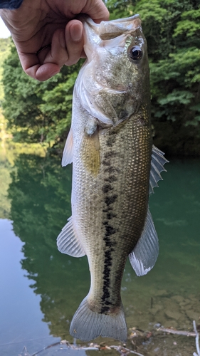 ブラックバスの釣果