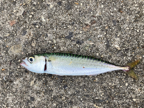 サバの釣果