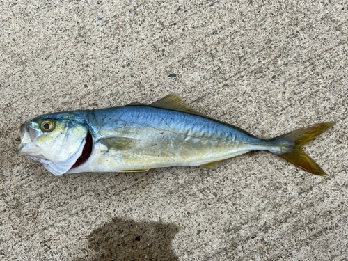 ワカシの釣果