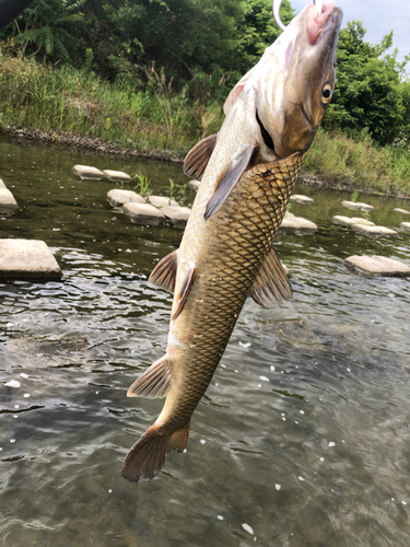 ニゴイの釣果