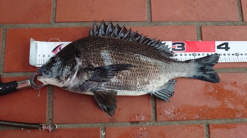 クロダイの釣果