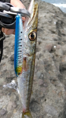 カマスの釣果