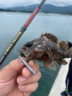 オウゴンムラソイの釣果