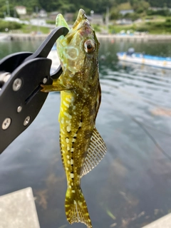 アナハゼの釣果