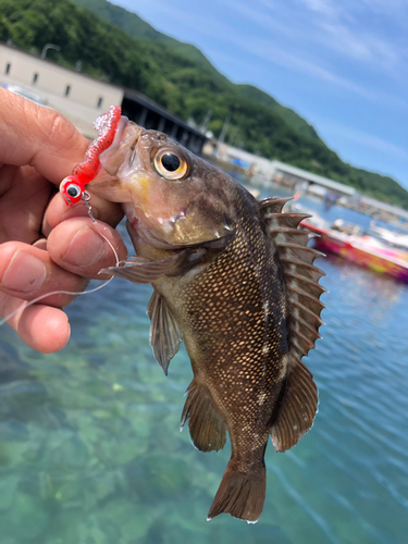 エゾメバルの釣果