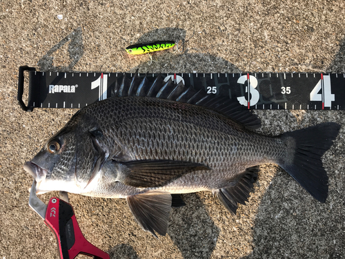 クロダイの釣果